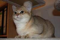 Котята британцы редких окрасов!!!! - Изображение #3, Объявление #85106