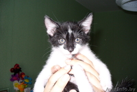 Котята, 1,5 месяца, отдам в хорошие руки - Изображение #3, Объявление #75088