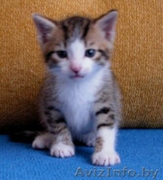 Котят отдам в хорошие руки! - Изображение #4, Объявление #81871
