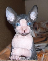 котенок породы "канадский сфинкс" - Изображение #2, Объявление #80768