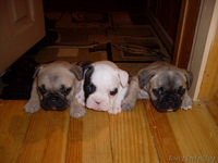 4 прелестные девочки французкого бульдога - Изображение #1, Объявление #76799