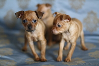 Щенки руского той терьера - Изображение #1, Объявление #78621