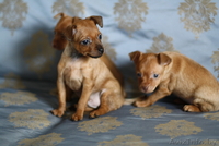 Щенки руского той терьера - Изображение #2, Объявление #78621