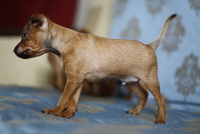 Щенки руского той терьера - Изображение #3, Объявление #78621