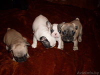 4 прелестные девочки французкого бульдога - Изображение #2, Объявление #76799