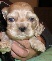 Американский кокер спаниель. Щенки - Изображение #2, Объявление #81150