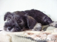 Продам щенка цвергшнауцера - Изображение #1, Объявление #69330