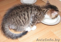 Котят отдам в хорошие руки! - Изображение #2, Объявление #81871