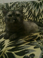 отдам в добрые руки кошечку - Изображение #2, Объявление #101003