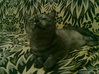 отдам в добрые руки кошечку - Изображение #3, Объявление #101003