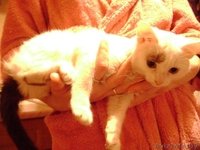 Отдам кошечку в хорошие руки  - Изображение #1, Объявление #94277