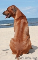 Родезийский риджбек - Изображение #1, Объявление #91405