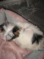 Бивер-йоркширского терьера подрощенная сука шоу-класса - Изображение #3, Объявление #90817