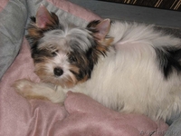 Бивер-йоркширского терьера подрощенная сука шоу-класса - Изображение #4, Объявление #90817