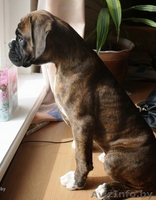 Боксёра элитный щенок кобель! - Изображение #4, Объявление #90048