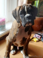 Боксёра элитный щенок кобель! - Изображение #1, Объявление #90048