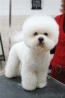 Готовятся к продаже щенки шоу класса редкой породы Бишон Фризе ( 2 мальчика- и 2 - Изображение #2, Объявление #93195