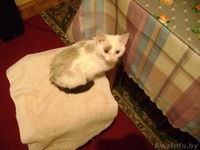 Отдам кошечку в хорошие руки  - Изображение #2, Объявление #94277
