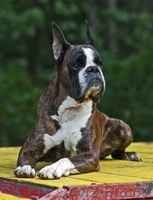 Боксёра элитный щенок кобель! - Изображение #5, Объявление #90048