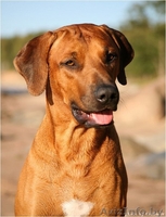 Родезийский риджбек - Изображение #2, Объявление #91405