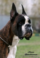 Боксёра элитный щенок кобель! - Изображение #3, Объявление #90048