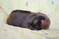 Родезийский риджбек - Изображение #5, Объявление #91405