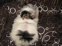 Бивер-йоркширского терьера подрощенная сука шоу-класса - Изображение #1, Объявление #90817