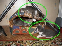 Подарю котёнка - ласковые малыши ищут добрых хозяев - Изображение #1, Объявление #88474