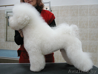 Готовятся к продаже щенки шоу класса редкой породы Бишон Фризе ( 2 мальчика- и 2 - Изображение #3, Объявление #93195
