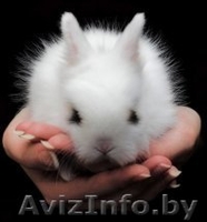 продам декоротивного кролика - Изображение #2, Объявление #91979