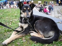 Собака Альба ищет дом! 9 месяцев. - Изображение #2, Объявление #90481