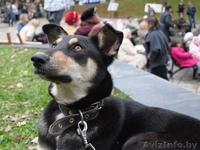 Собака Альба ищет дом! 9 месяцев. - Изображение #3, Объявление #90481