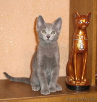 Продается два русских голубых котенка - Изображение #1, Объявление #96669