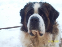продаём щенков сенбернаров - Изображение #1, Объявление #91451