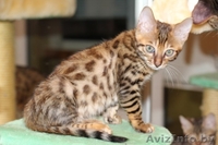 Бенгальские котята - Изображение #2, Объявление #95243