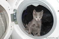 Продается два русских голубых котенка - Изображение #3, Объявление #96669