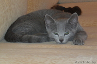 Продается два русских голубых котенка - Изображение #4, Объявление #96669