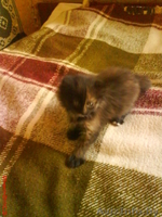 Котенок в хорошие руки, бесплатно - Изображение #3, Объявление #97767