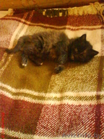 Котенок в хорошие руки, бесплатно - Изображение #2, Объявление #97767