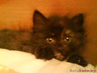 Котенок в хорошие руки, бесплатно - Изображение #1, Объявление #97767