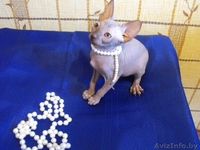  Канадский Сфинкс - Изображение #1, Объявление #95914