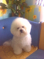 Готовятся к продаже щенки шоу класса редкой породы Бишон Фризе ( 2 мальчика- и 2 - Изображение #1, Объявление #93195