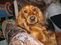 Щенки английского кокер-спаниеля. - Изображение #4, Объявление #87836