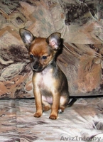 Русский дл\ш той-терьер - Изображение #2, Объявление #86651