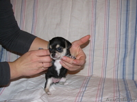 Продаю Щенков чихаухуа - Изображение #1, Объявление #96674