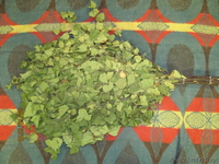 веники для бани береза дуб - Изображение #1, Объявление #102015