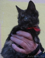 кошечка ищет хозяина - Изображение #3, Объявление #92721