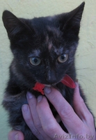 кошечка ищет хозяина - Изображение #2, Объявление #92721