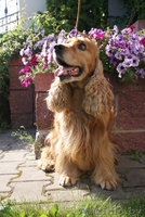 Щенки английского кокер-спаниеля. - Изображение #1, Объявление #87836