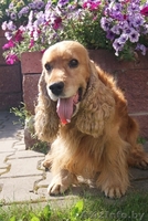 Щенки английского кокер-спаниеля. - Изображение #2, Объявление #87836